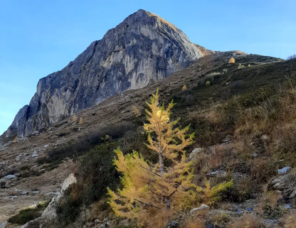 Meleze-combe de la neuva-Beaufortain