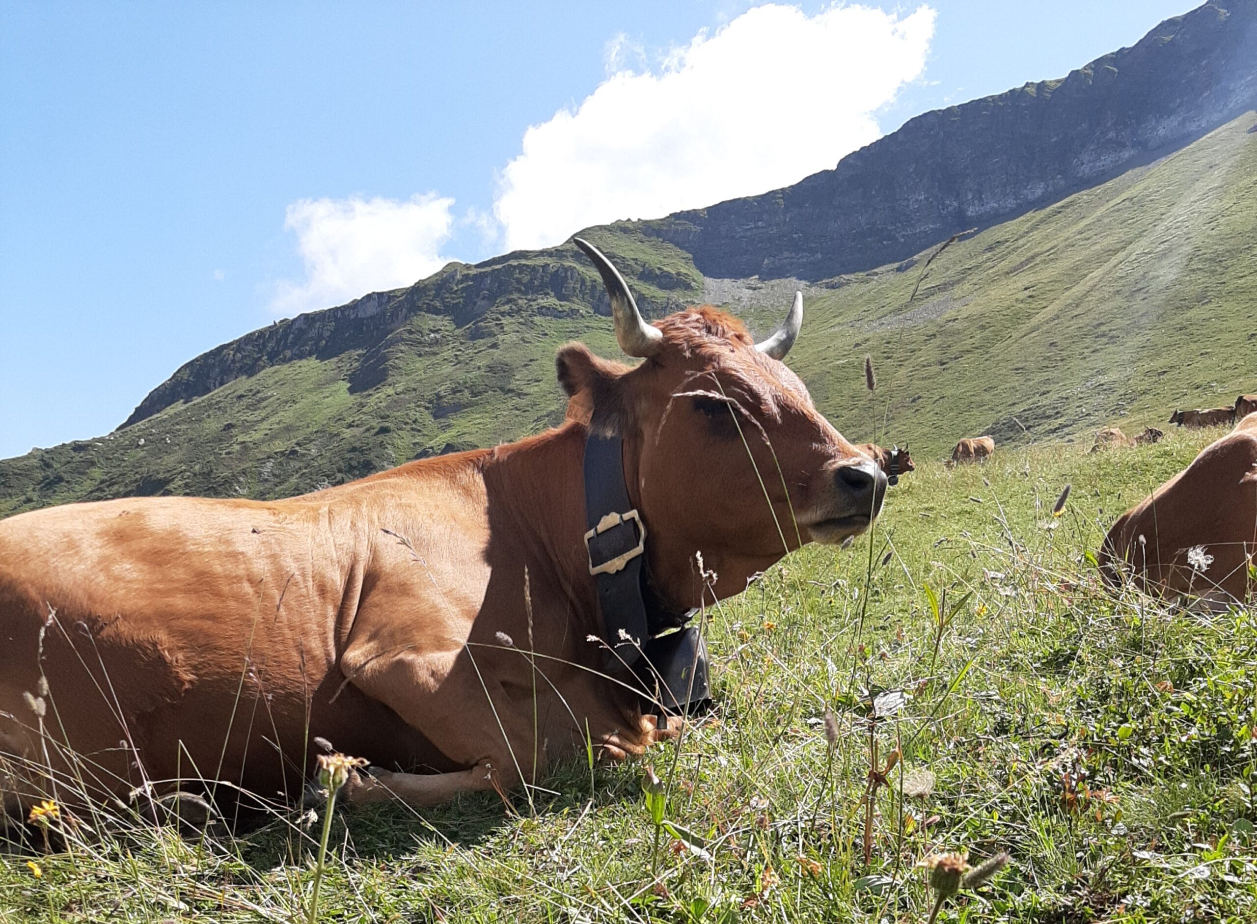 Vache tarine-tour du Beaufortain