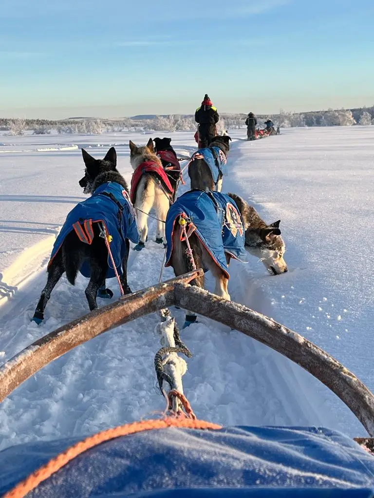 chien de traineau à Kiruna