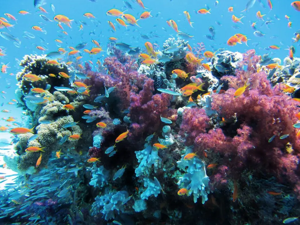 Où faire du snorkeling à La Réunion