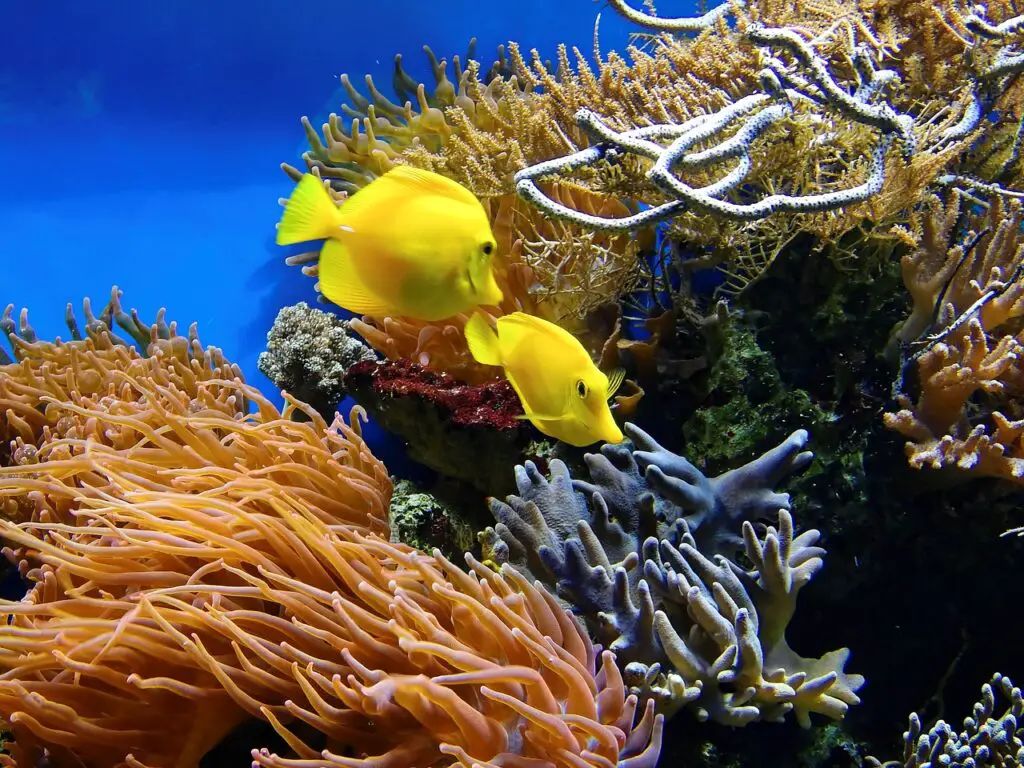 Voir des poissons tropicaux en faisant du snorkeling à La Réunion