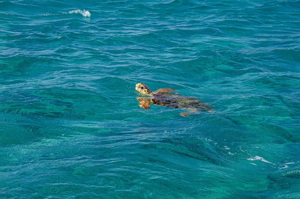 Faire du snorkeling à La Réunion