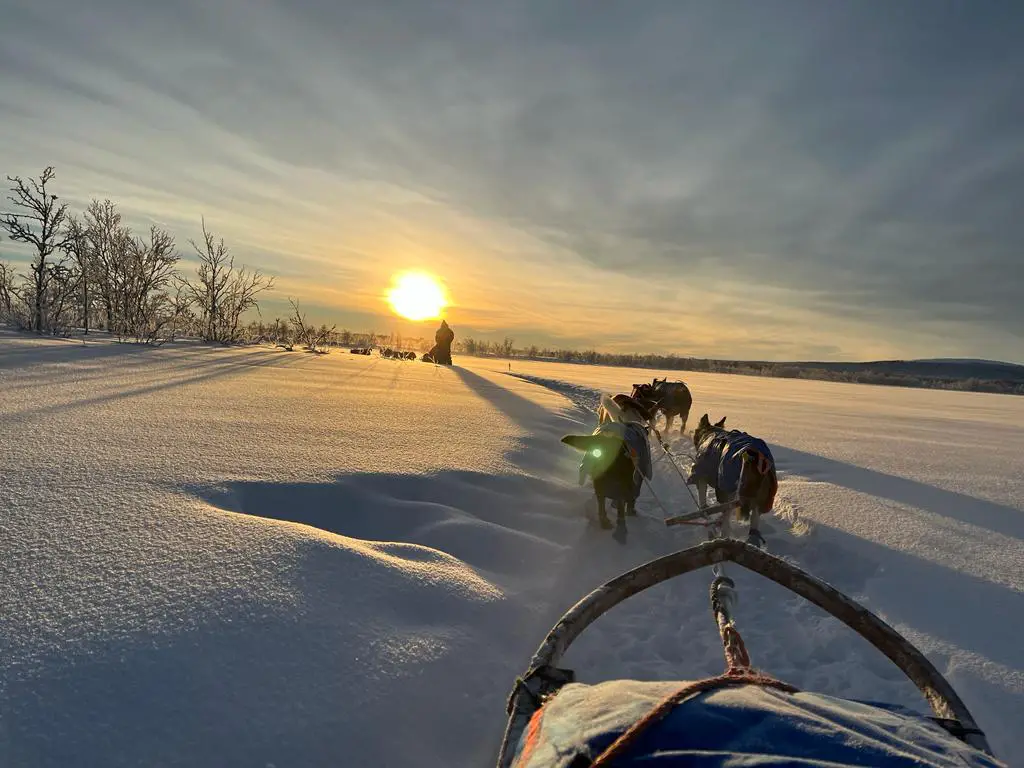 balade en chien de traineau en suède pres de kiruna