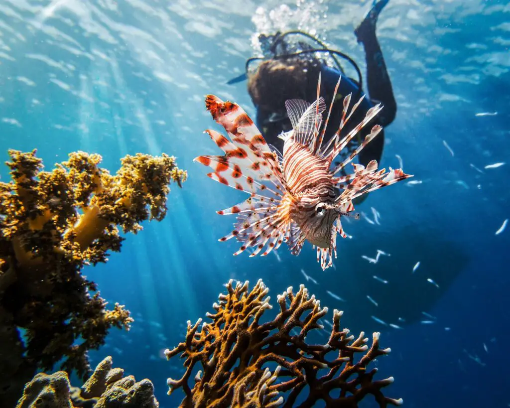 Faire de la plongée sous-marine à La Réunion