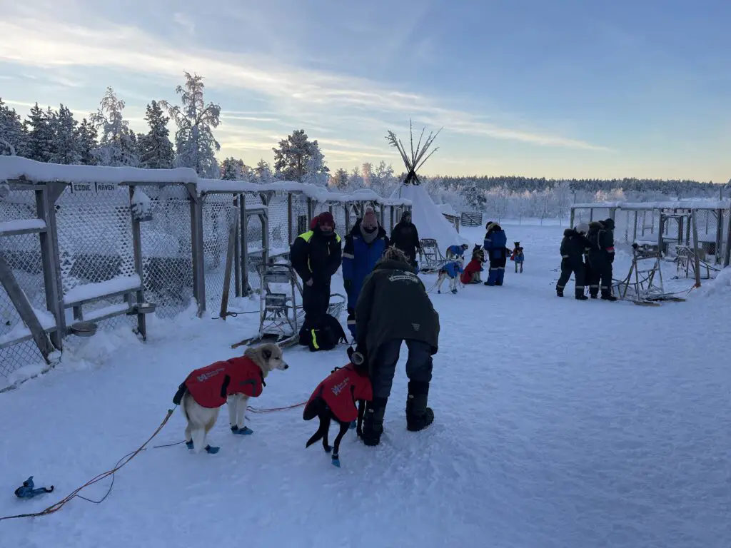 préparation chien avant départ en chien de traineau près de kiruna