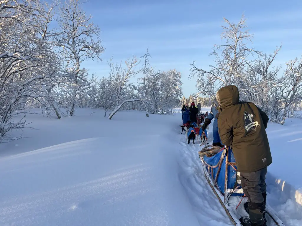 randonnée en chien de traineau près de kiruna en laponie suédoise avec kiruna husky