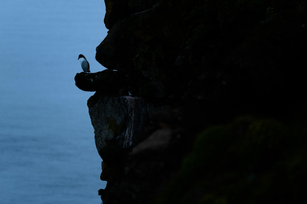 Guillemot de Troïl à Hornstrandir