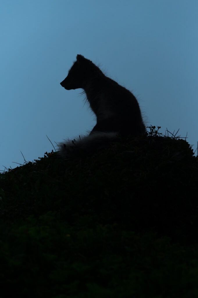 Silhouette de rernard polaire