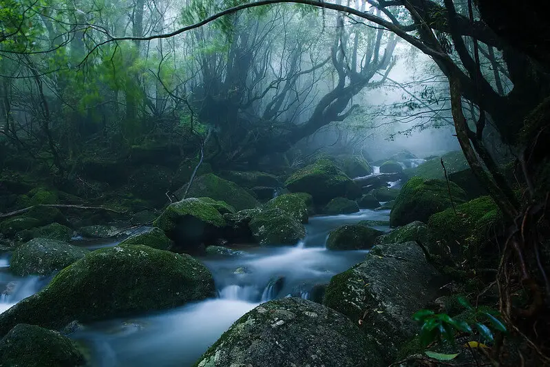 Forêt de Yakushima