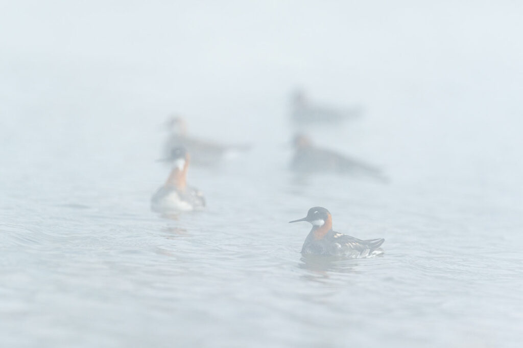 Groupe de phalaropes à bec étroit dans une source d'eau chaude