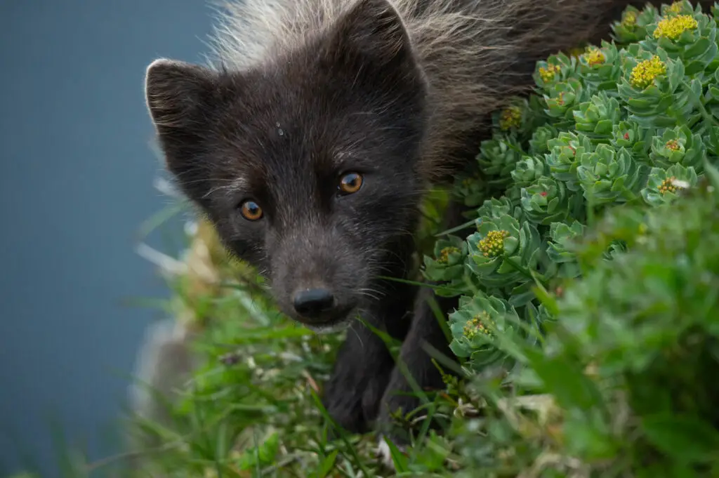 Renard polaire islandais brun