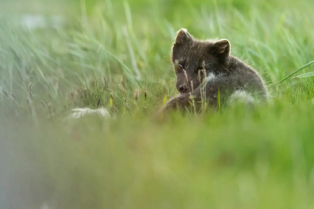 Renard polaire islandais brun