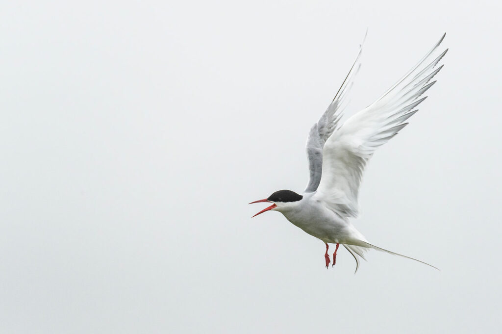 Sterne arctique à Reykjarfjörður