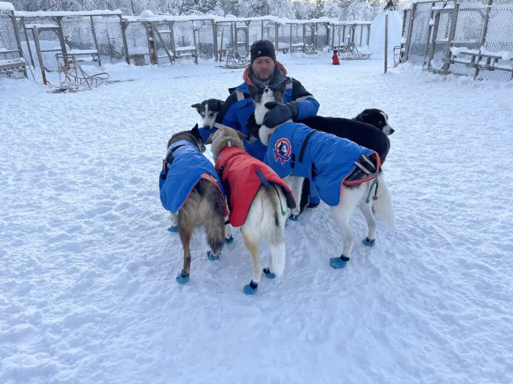 Amour de chiens de traineaux à kiruna husky