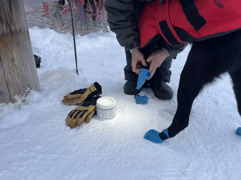 chaussette anti froid pour les chiens de traineaux