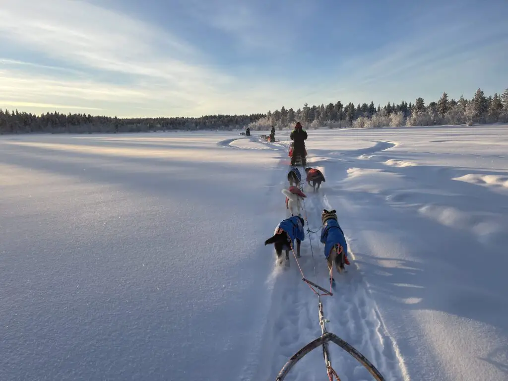 circuit chien de traineau à kiruna en laponie