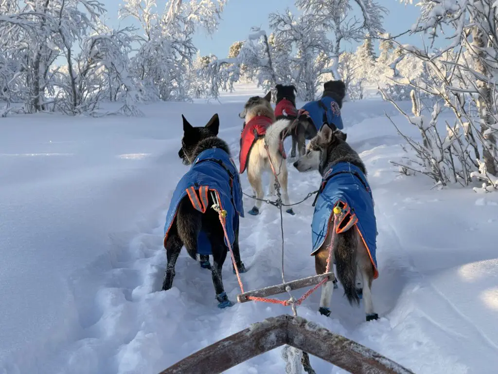 notre team de chien de traineau de kiruna husky