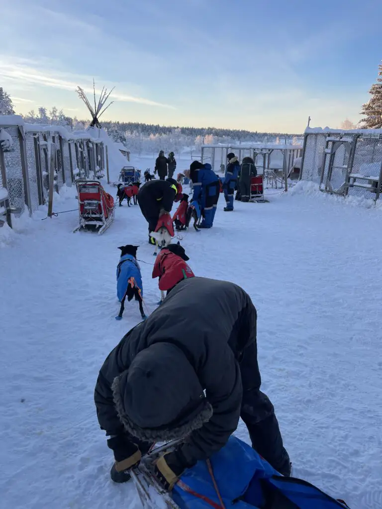 Préparation de l'attelage du chien de traineau