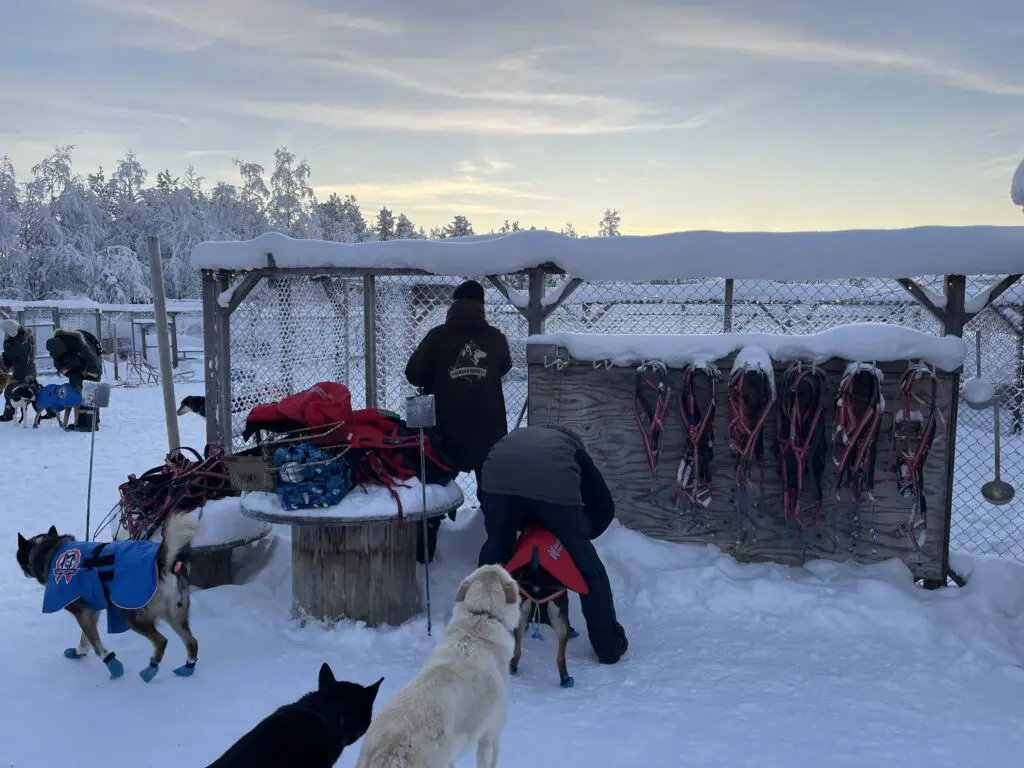 Préparation des chiens de traineau