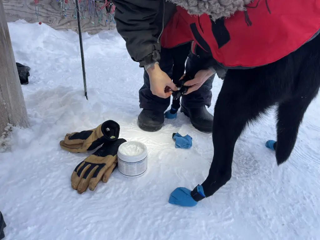 préparation des pieds des chiens avant de courrir sur la neige