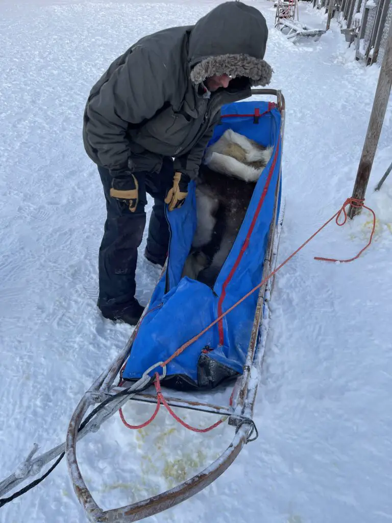 préparation du traineau tracté par les chiens