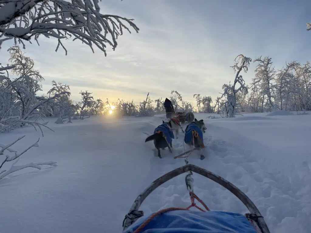 randonnée en chien de traineau en laponie