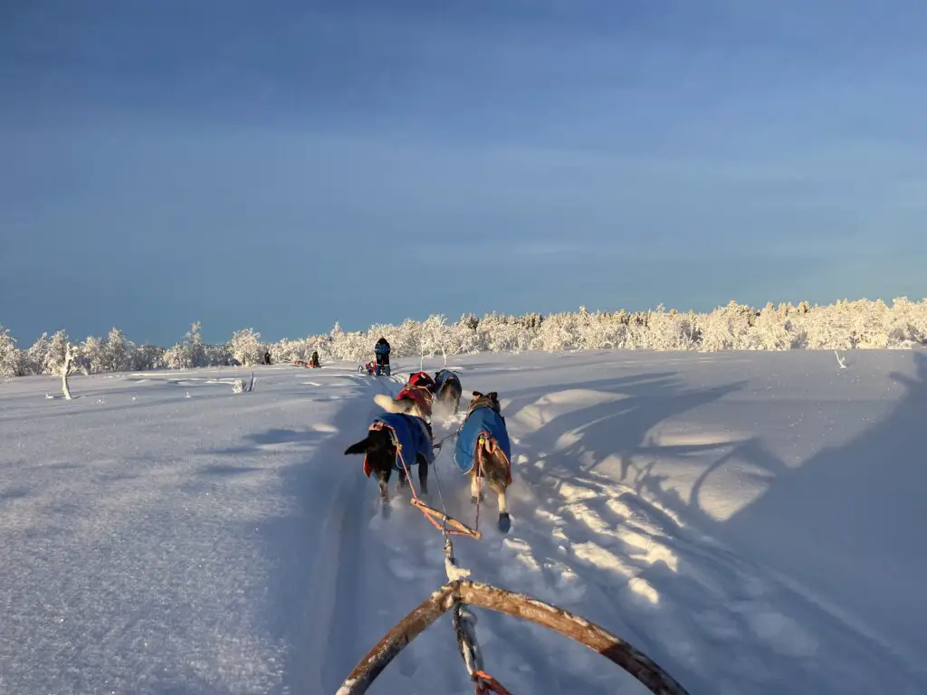 randonnée en chien de traineau en laponie à kiruna