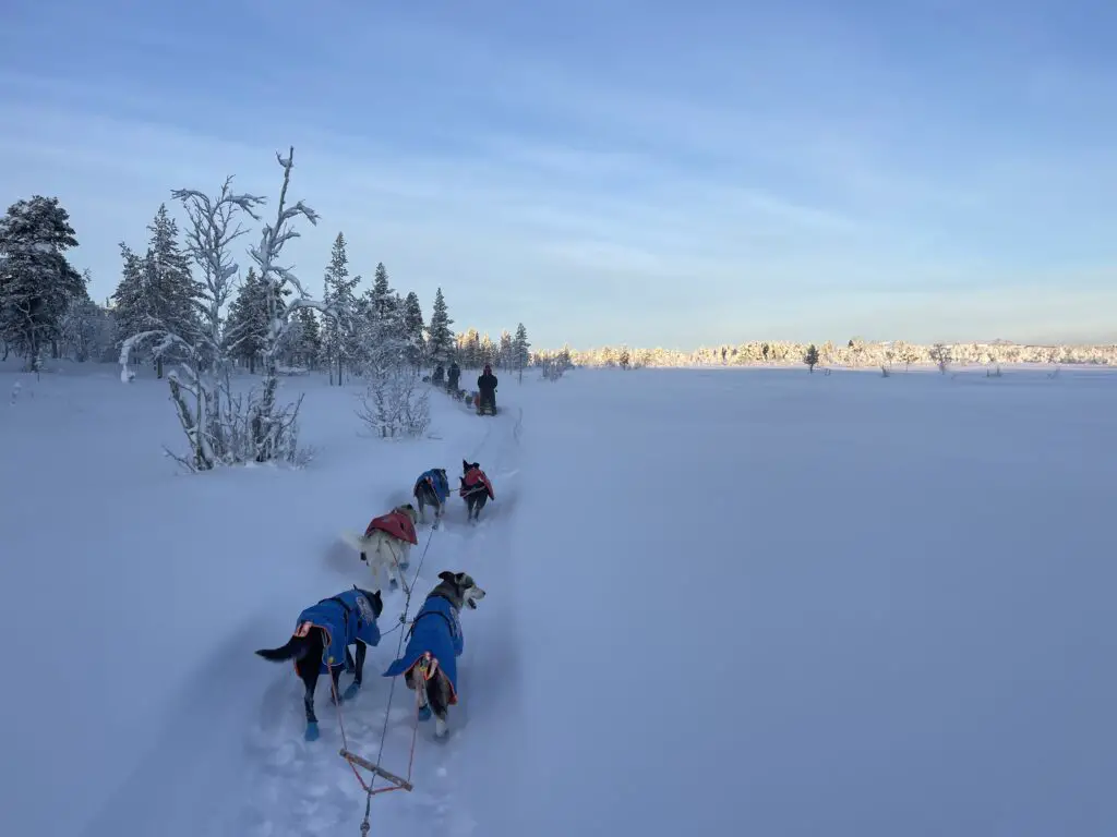 safari chien de traineau à kiruna en laponie