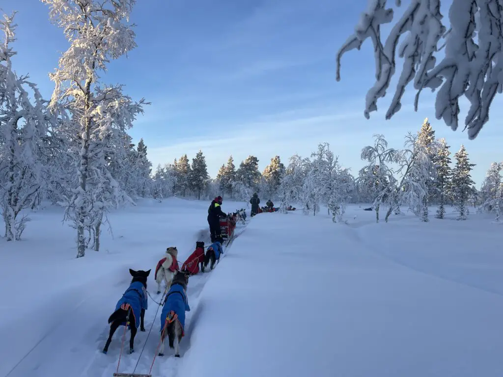 safari en chien de traineau à kiruna