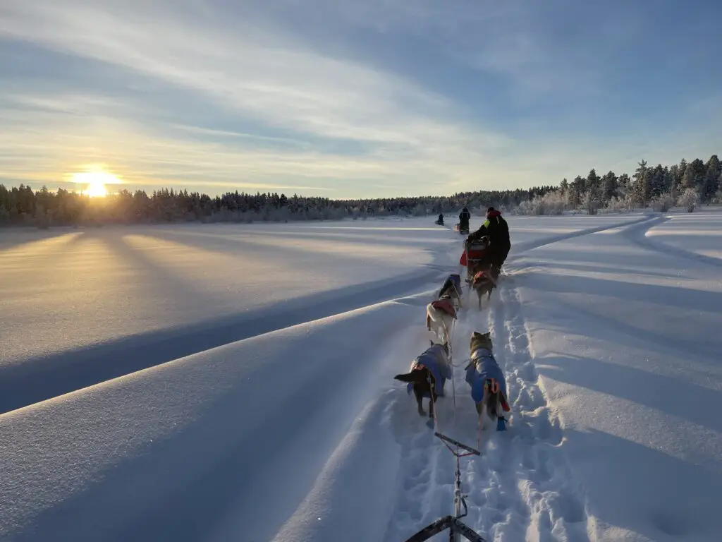 séjour chien de traineau à kiruna en laponie