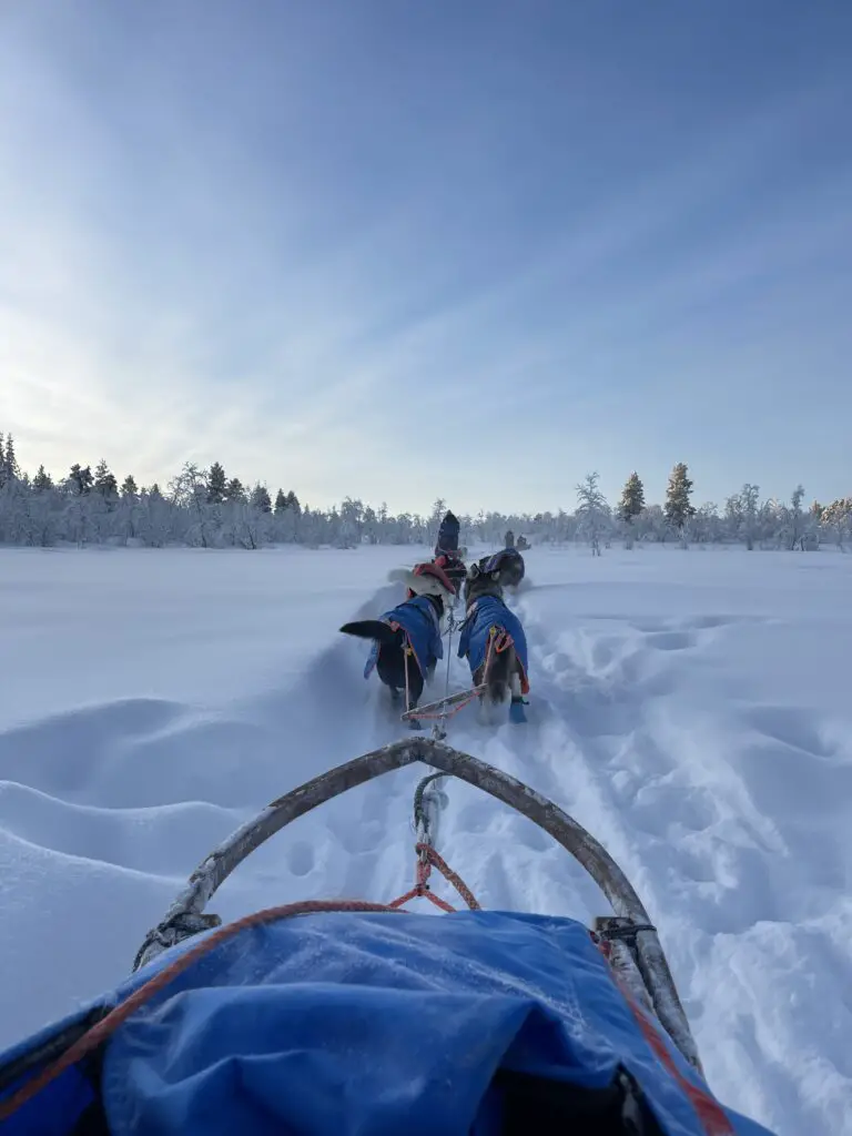 trek en chien de traineau en laponie