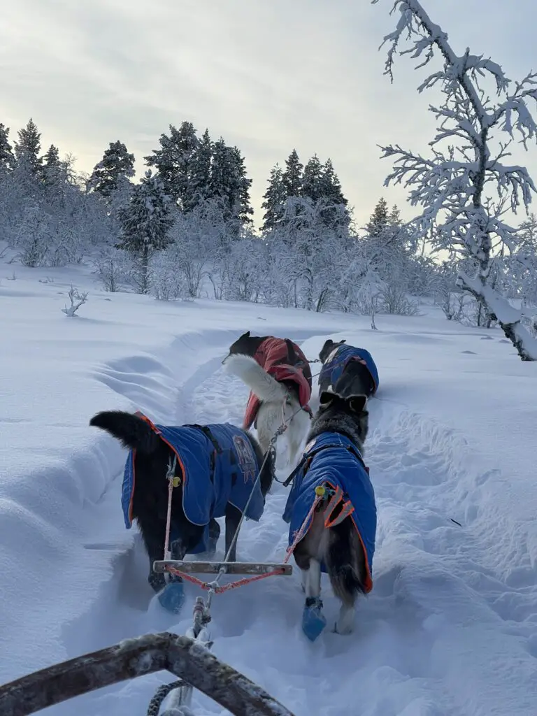 trek en chien de traineau en laponie à kiruna