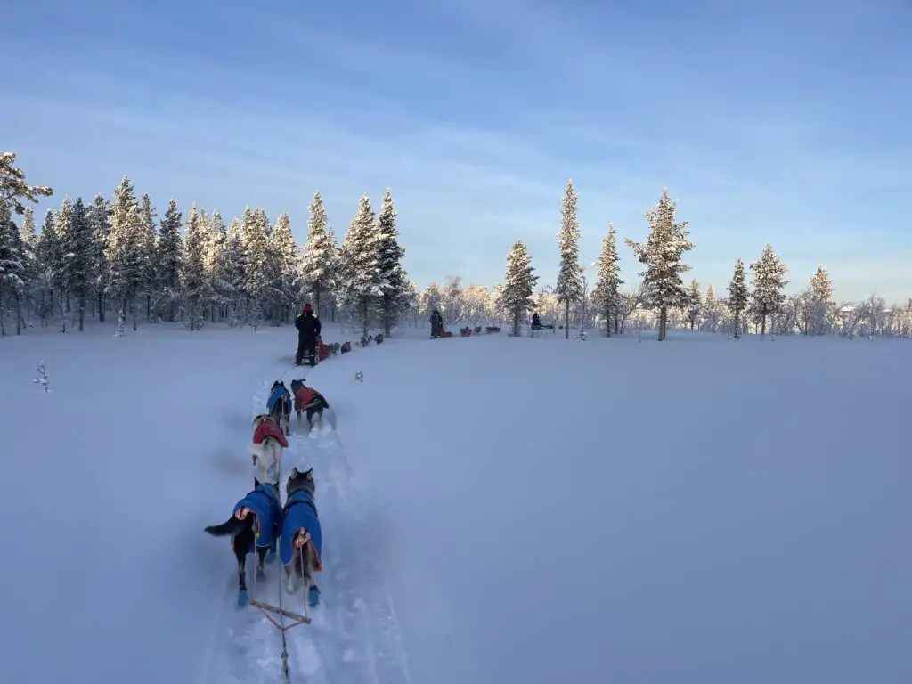 voyage en chien de traineau en laponie