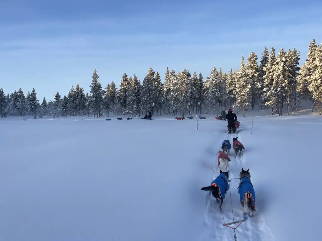 voyage en chien de traineau en laponie à kiruna