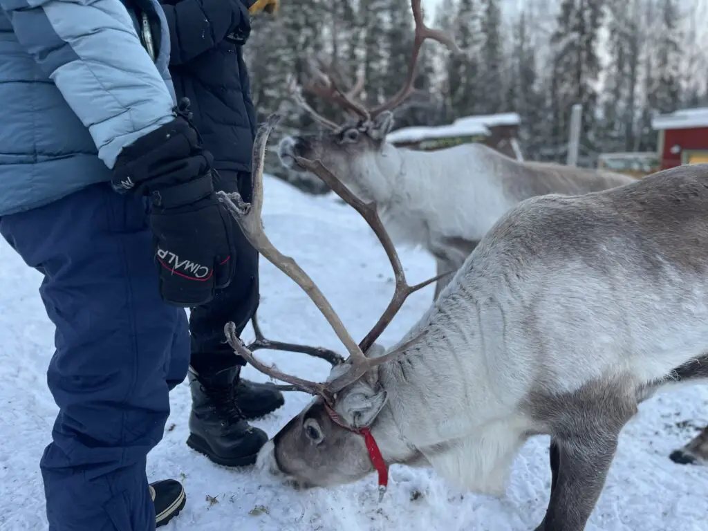 Retour terrain des vêtements femme CIMALP testés au grand froid de laponie