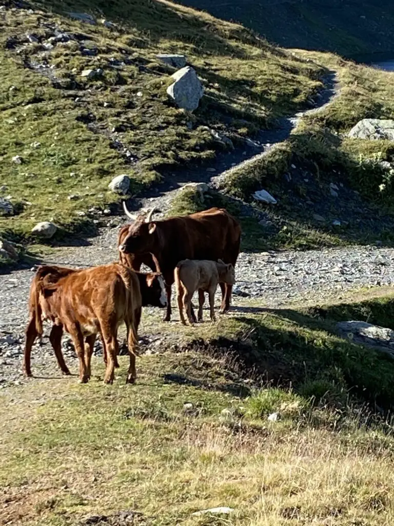 Troupeau de vache au refuge de l'etendard